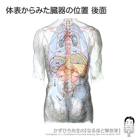 人中部 部位|いまさら聞けない？！人の体の構造（人体解剖学超入門） – 医療。